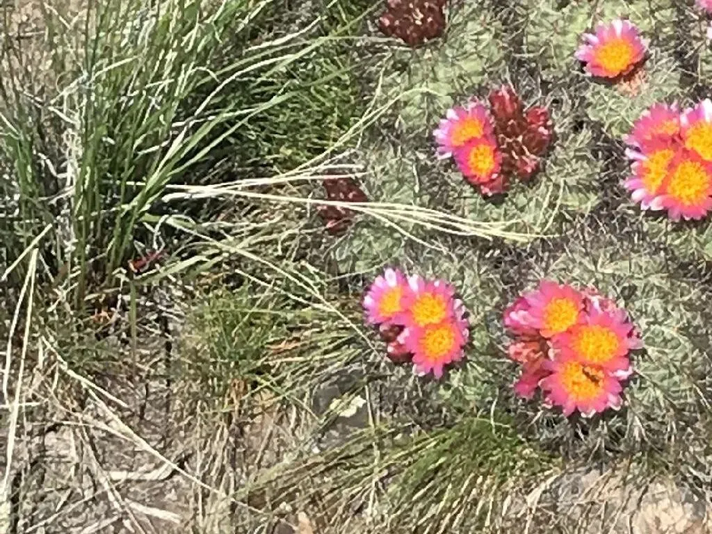タイヘイマル（太平丸）が咲かないのはなぜ？Echinocactus