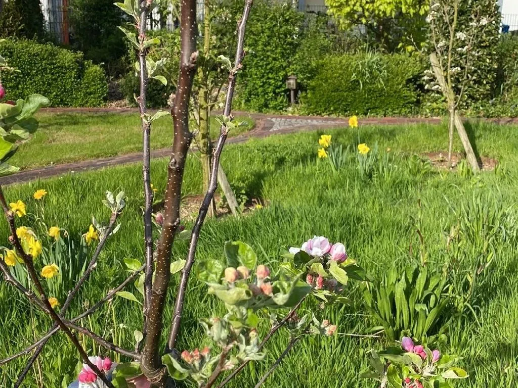 苹果树栽培及管理技术，栽培上什么肥好- 花百科, image size:1024x768