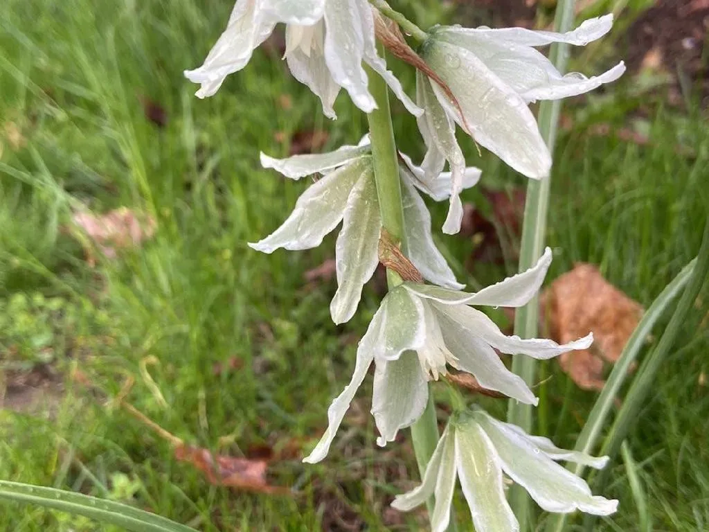 出品限り❤【7球】オーニソガラム『ヌタンス』植えっぱなしOK