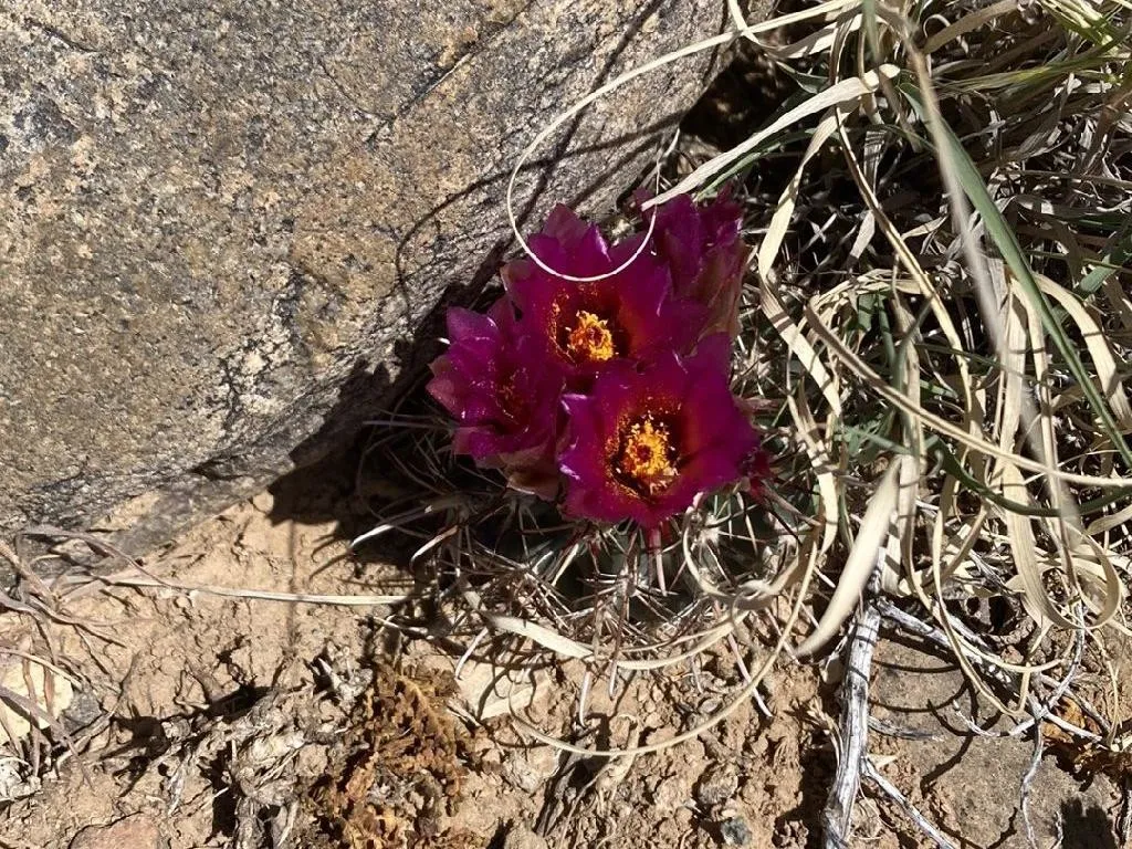 タイヘイマル（太平丸）が咲かないのはなぜ？Echinocactus
