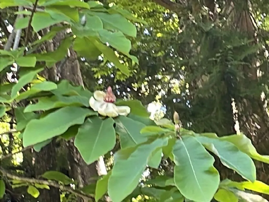 ホオノキ(朴の木)が花を咲かせない理由:一般的な問題の理解 ホオノキ(朴の木)が花を咲かせない理由:一般的な問題の理解