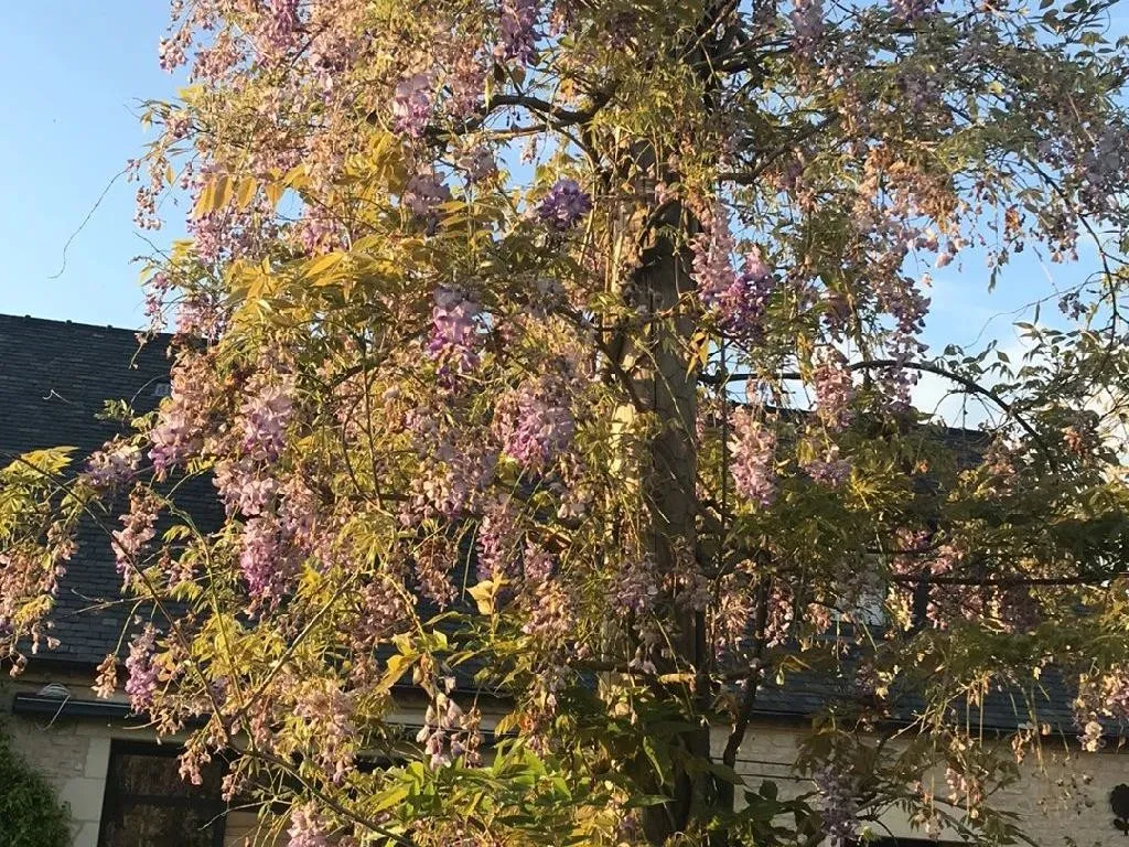 Why Your Chinese wisteria Won't Bloom: Troubleshooting Tips