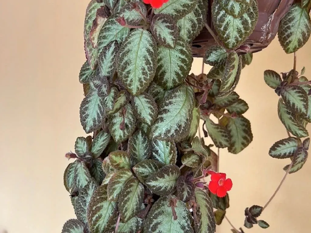 エピスシア・クプレアータ（Episcia cupreata）が開花しない理由