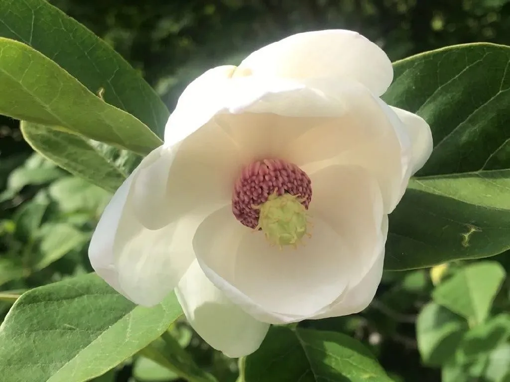 オオヤマレンゲ（大山蓮華）が咲かない理由：トラブルシューティングの