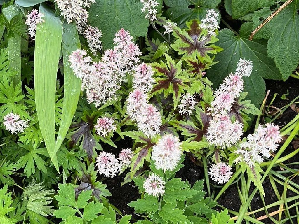 ¿Por qué no florece mi Flor de espuma? Consejos de solución de ...