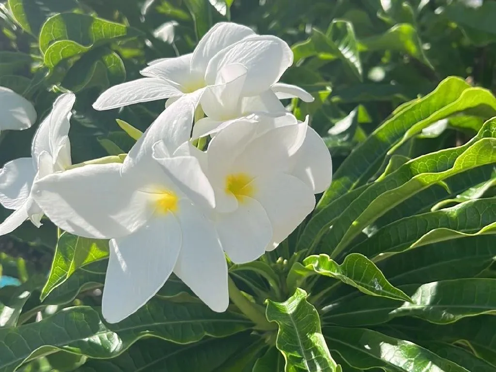 プルメリア・プディカが咲かない理由:Plumeria pudicaのためのトラブル