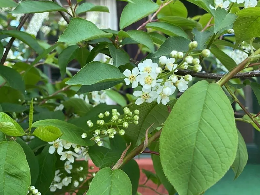 エゾノウワミズザクラ（蝦夷上溝桜）が咲かない理由：解決策と洞察