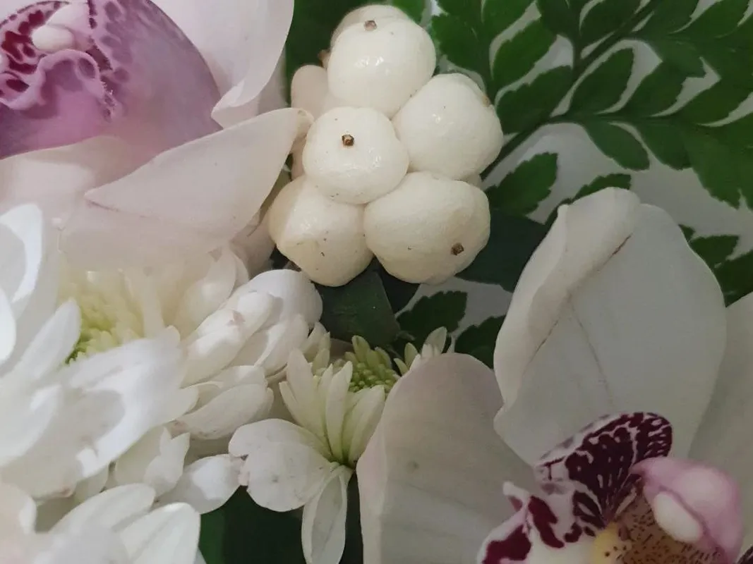 Peristeria elata가 꽃을 피우지 않는 이유: Peristeria elata의 꽃 문제 이해하기, image size:1067x800