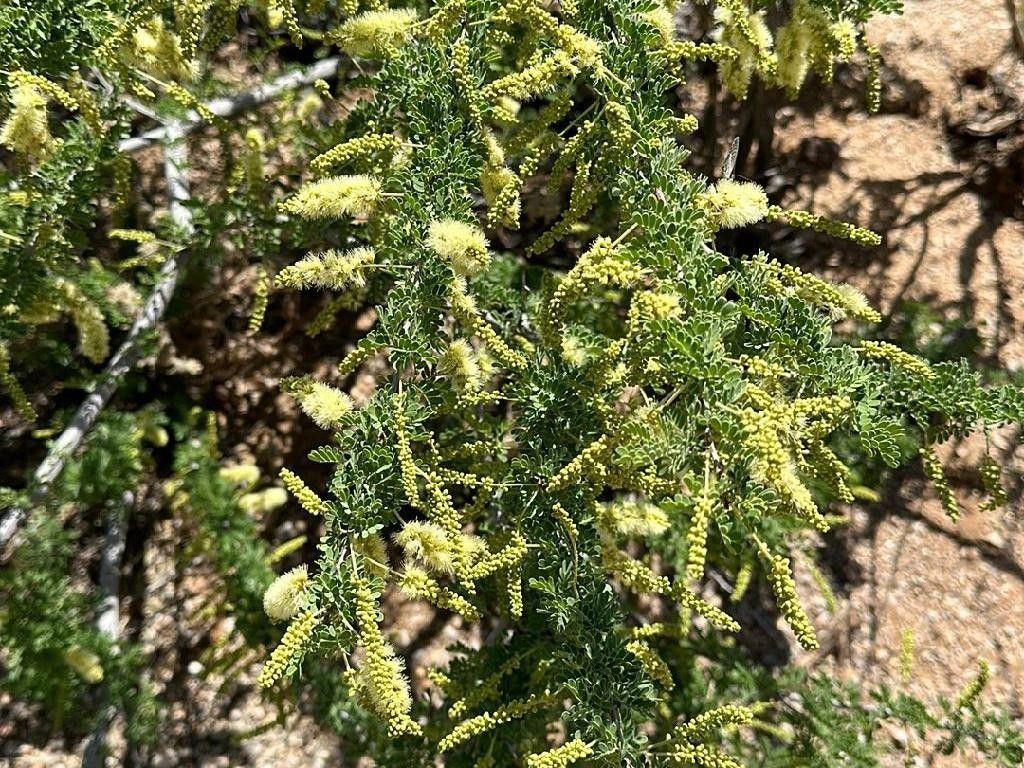 Why Catclaw acacia Won't Bloom: Understanding the Challenges with ...