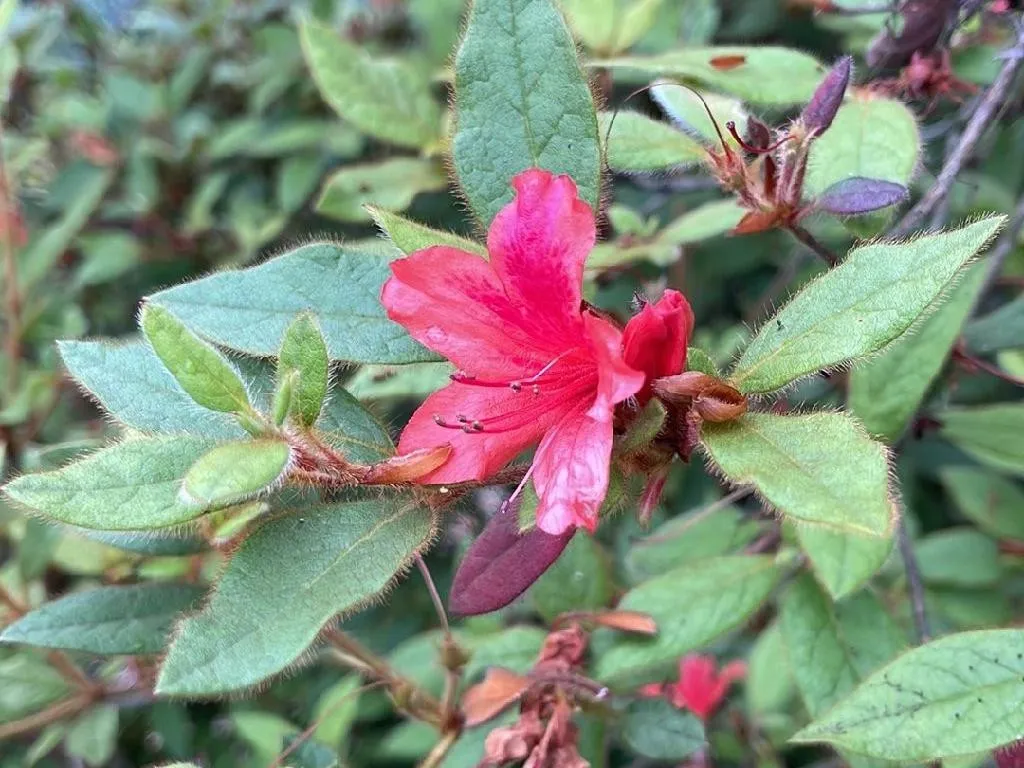 Waarom Bloeit Mijn Rhododendron oldhamii Niet? Probleemoplossings Tips voor Rhododendron  oldhamii