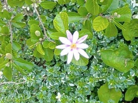 スイレンボク（睡蓮木）が開花しない理由：一般的な原因と解決策