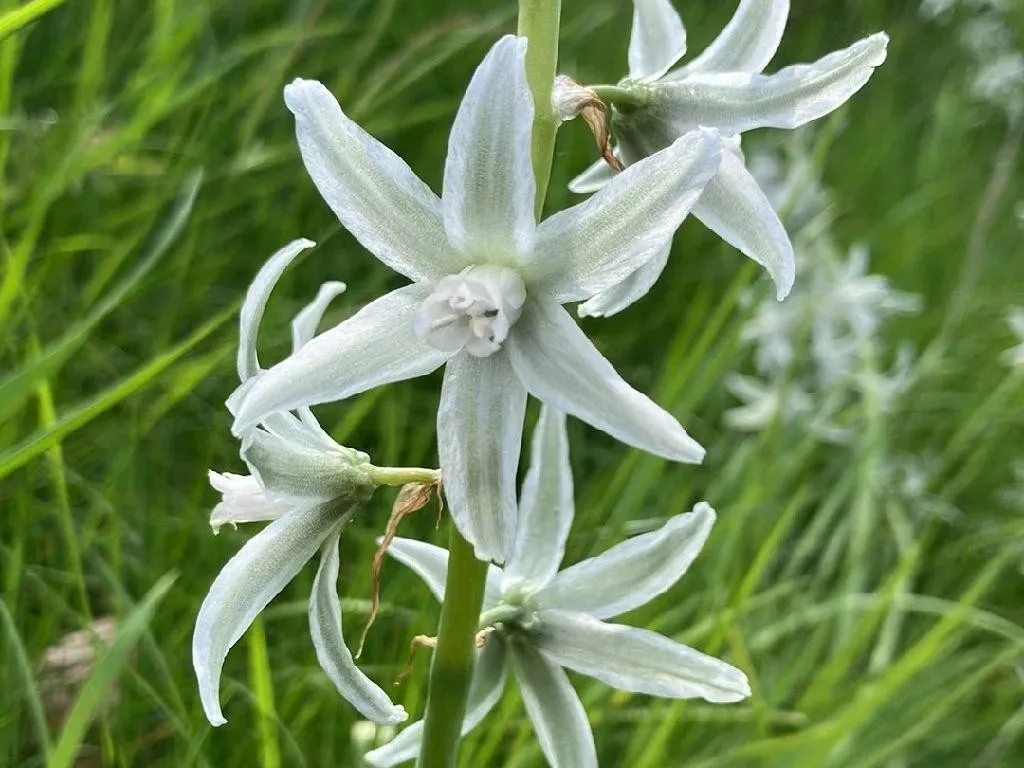 オーニソガラム・ヌタンスが咲かない理由：洞察と解決策