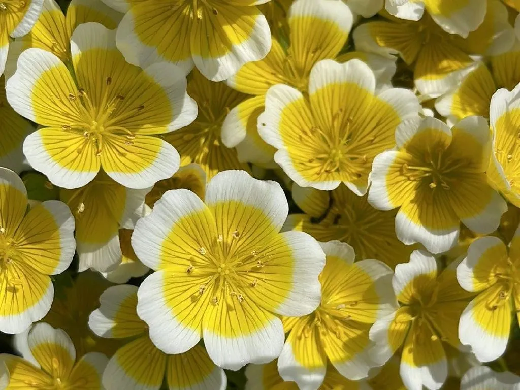 Why Your Poached egg plant Won't Bloom: Troubleshooting Tips