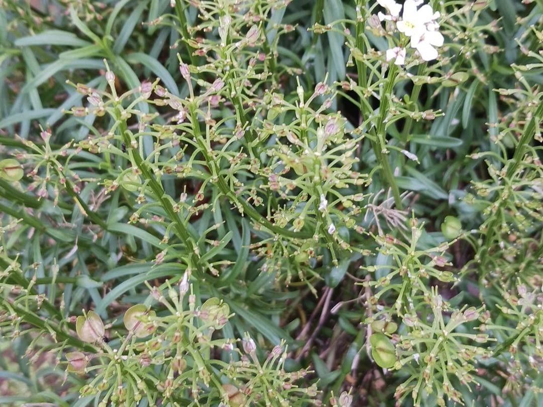 Выбор растений для вашего сада или дома