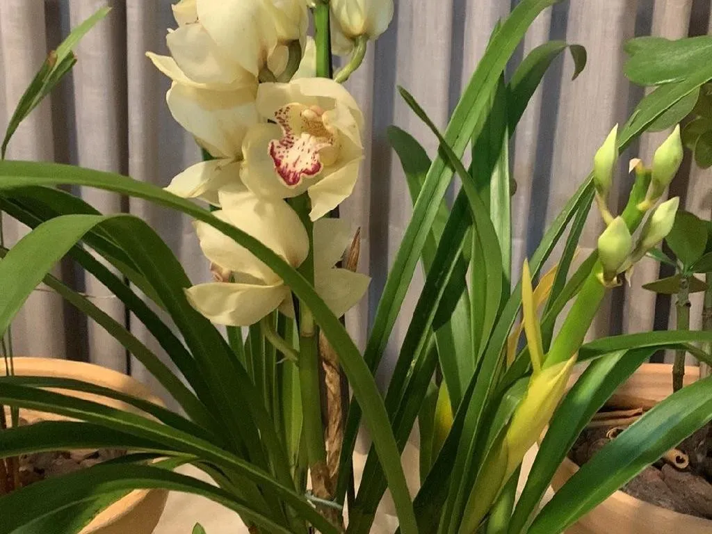 Peristeria elata가 꽃을 피우지 않는 이유: Peristeria elata의 꽃 문제 이해하기, image size:1024x768