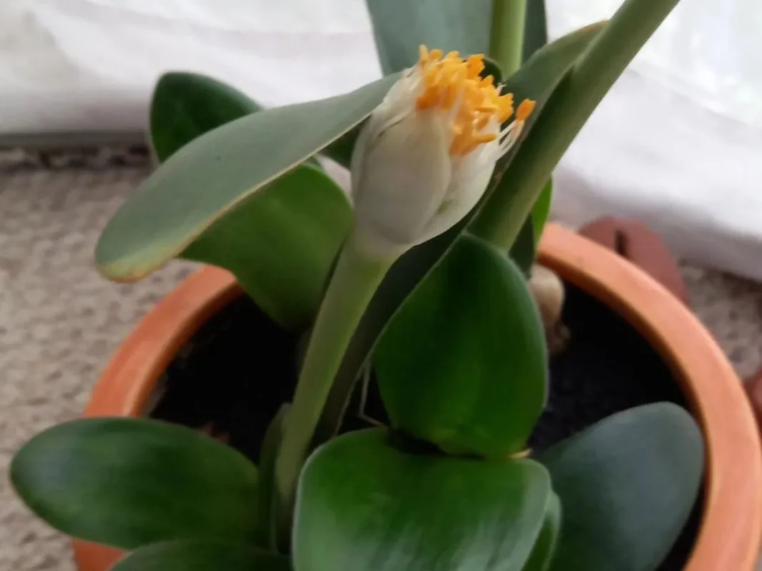マユハケオモト（眉刷毛万年青）の花が咲かない理由：Haemanthus