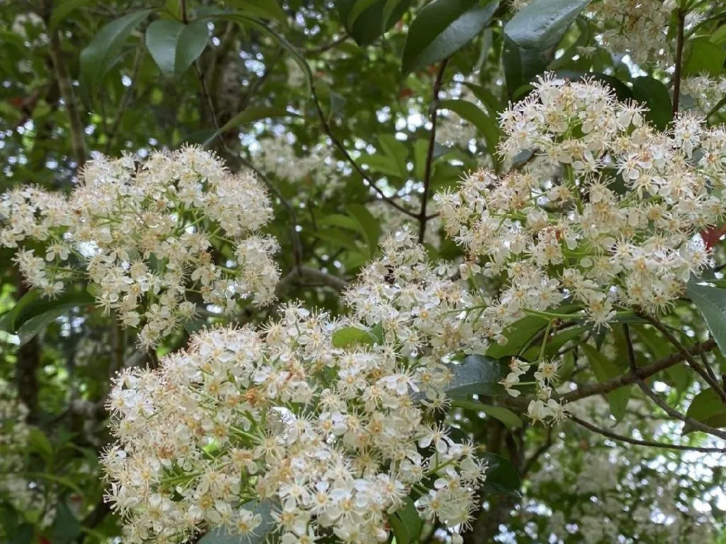 fargesia murielae winter black Cold Hardy Bamboo Seeds main image 0