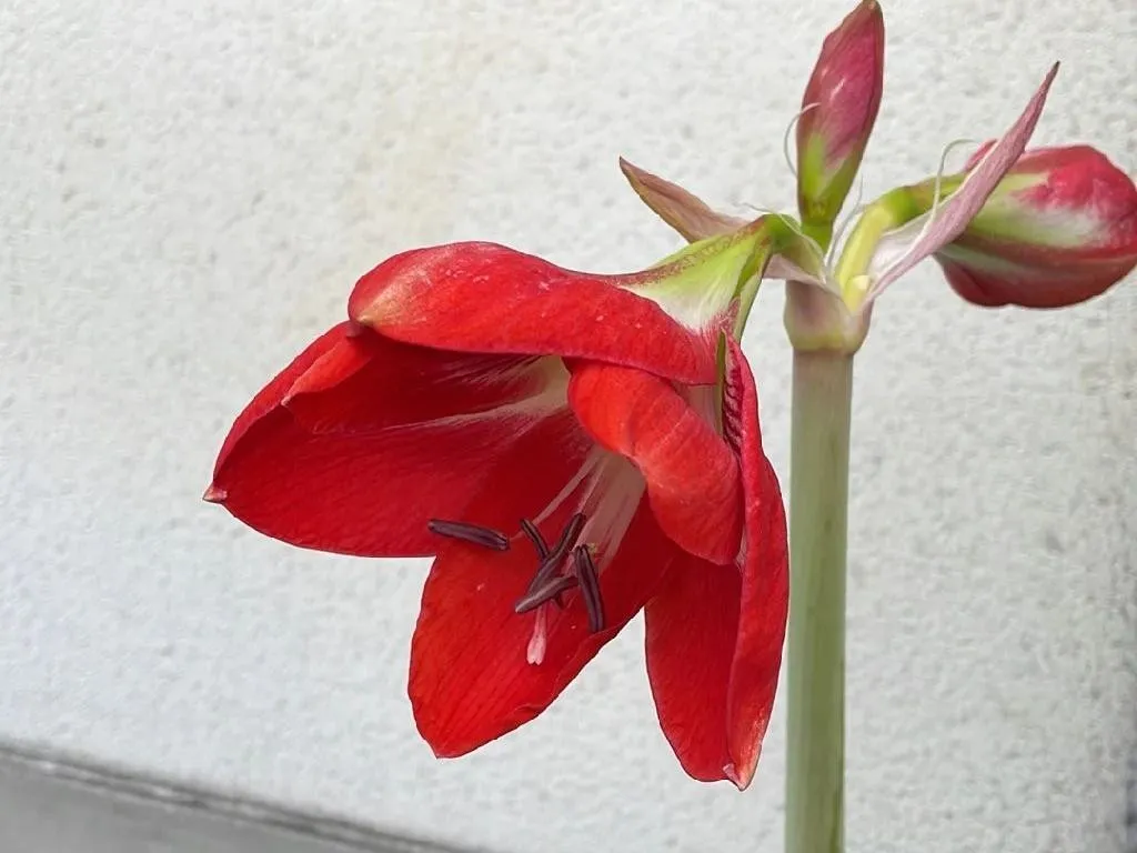 Warum Ihre Hippeastrum reginae nicht blht: Tipps zur Fehlersuche fr  Hippeastrum reginae