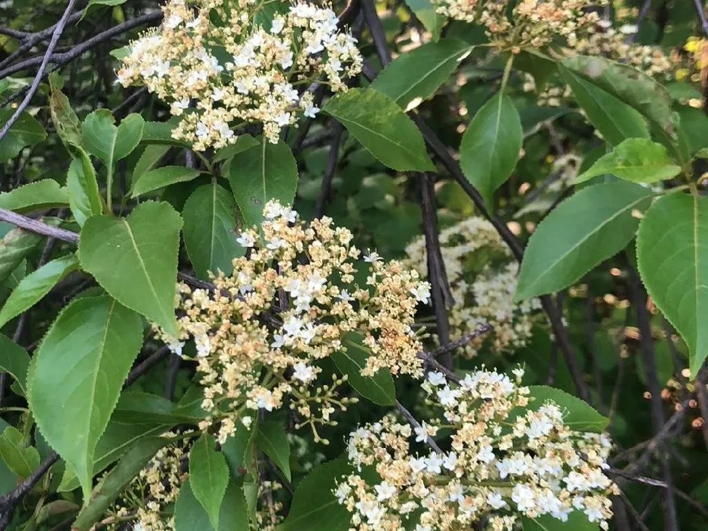Pourquoi Votre Bourdaine Ne Fleurit Pas : Solutions pour une Floraison Saine