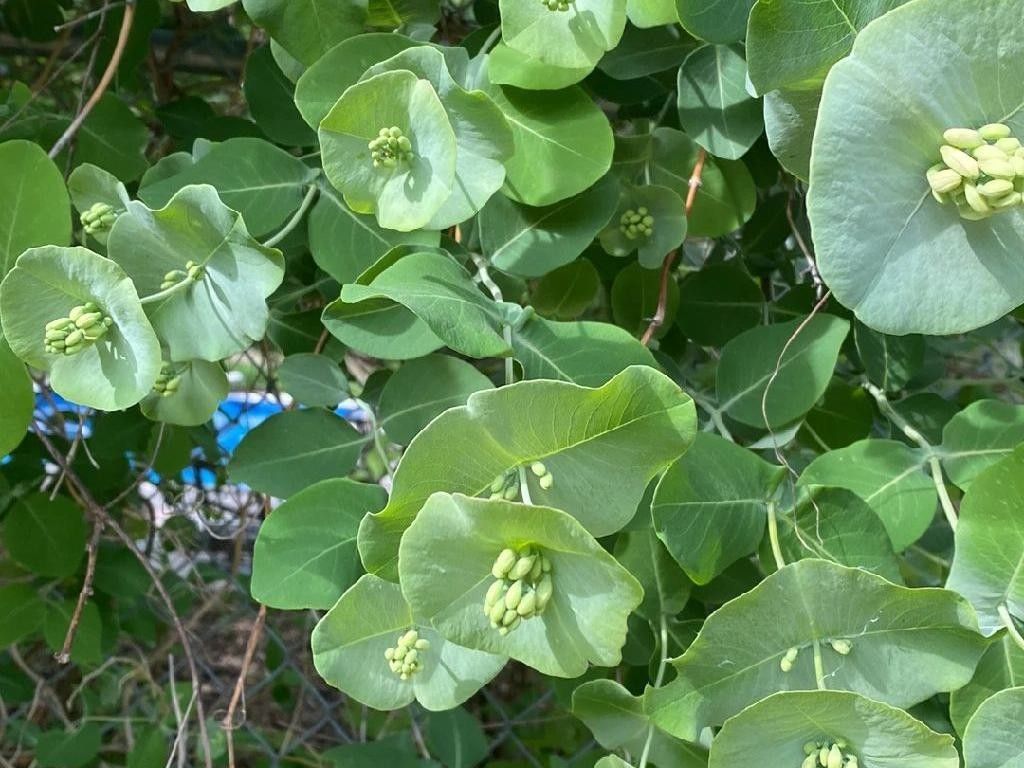 Why Won't My Grape honeysuckle Bloom? Understanding Lonicera reticulata  Flowering Issues