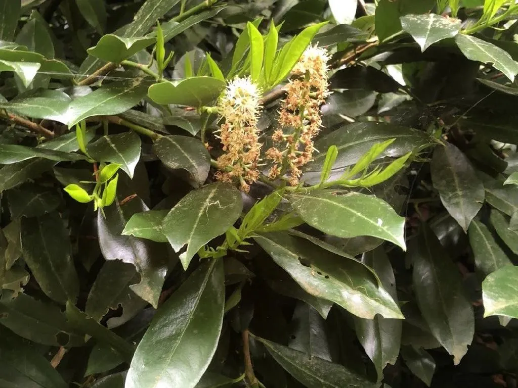 Warum blht mein Kirschlorbeer nicht? Fehlersuche fr Prunus laurocerasus