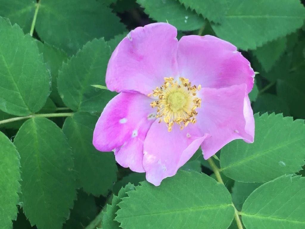 Why Won't My Prickly rose Bloom? Troubleshooting Tips for Rosa acicularis