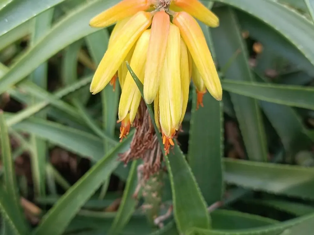 Warum blht mein Aloe striatula nicht? Verstndnis fr Blhprobleme in Aloe  striatula