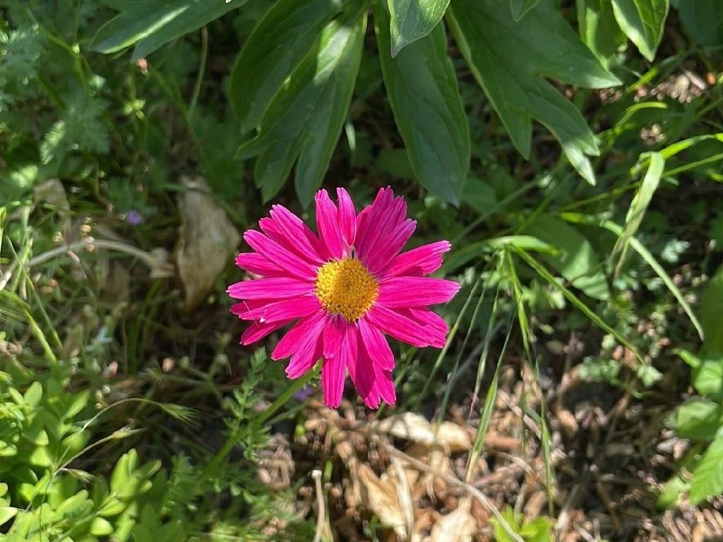 Why Your Pyrethrum Won't Bloom: Troubleshooting Tips and Solutions