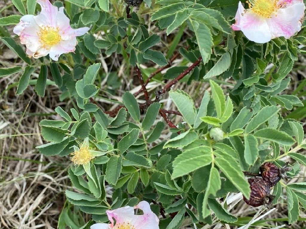 Why Won’t Your Prairie rose Bloom? Understanding Rosa arkansana ...