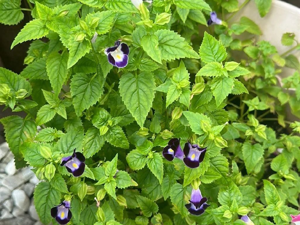Why Won't My Wishbone flower (Torenia fournieri) Bloom? Solutions to