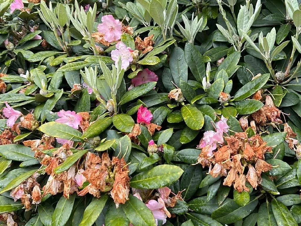 Why Won't My Pontic rhododendron Bloom? Tips to Encourage Flowering