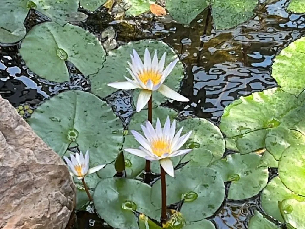 CAMUS THE SUNFLOWERS 1889 特別版　【未開栓】 CAMUS THE SUNFLOWERS 1889 特別版 【未開栓】 CAMUS THE SUNFLOWERS