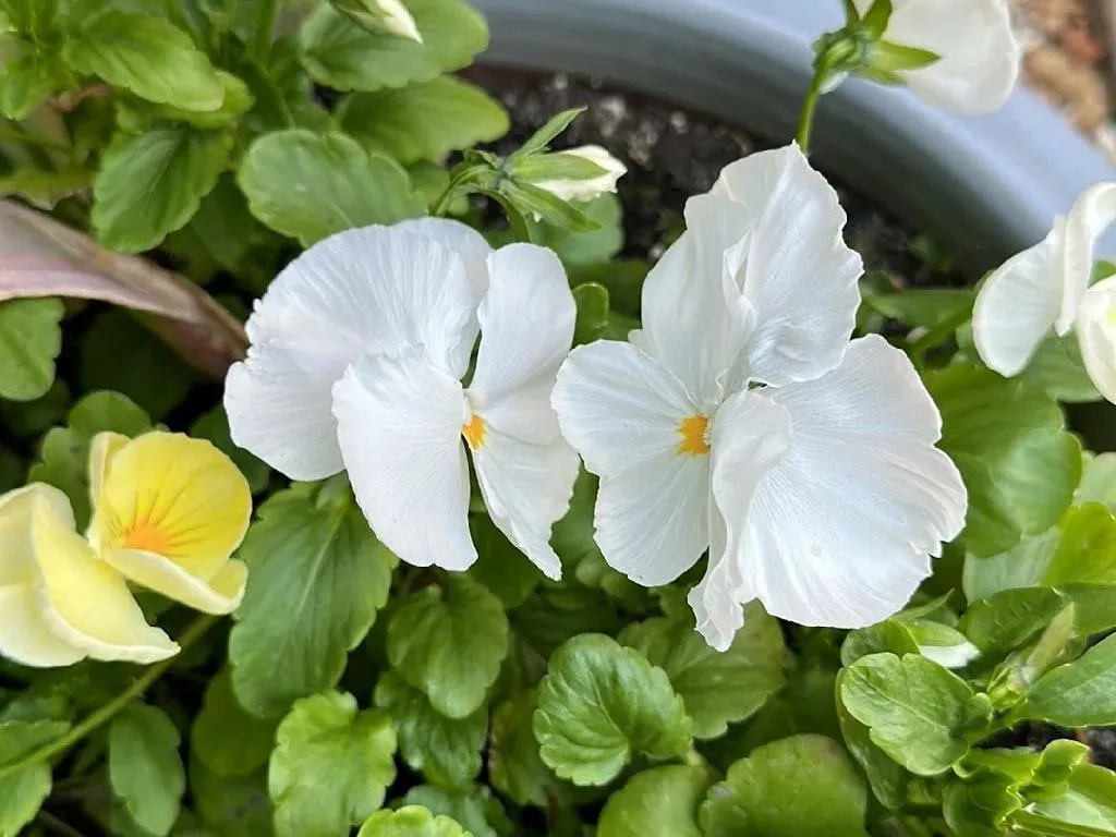 パンジー（Viola wittrockiana）が咲かない理由：一般的な原因と解決策