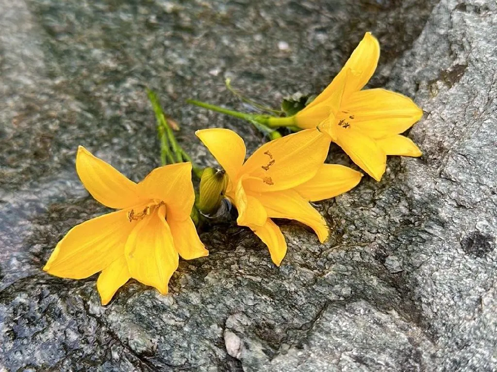 Semillas de Hemerocallis naranja Daylily – Variedad hermosa de flor de  jardín para plantar | organicindiaseeds, image size:1024x768