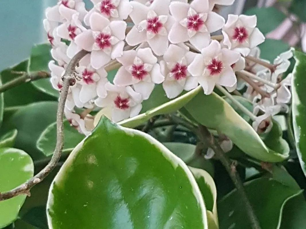 SP 雨上がりに咲く花 智花(サイン入り) BGS10 SP 雨上がりに咲く花 智花(サイン入り) BGS10 SP 雨上がりに咲く