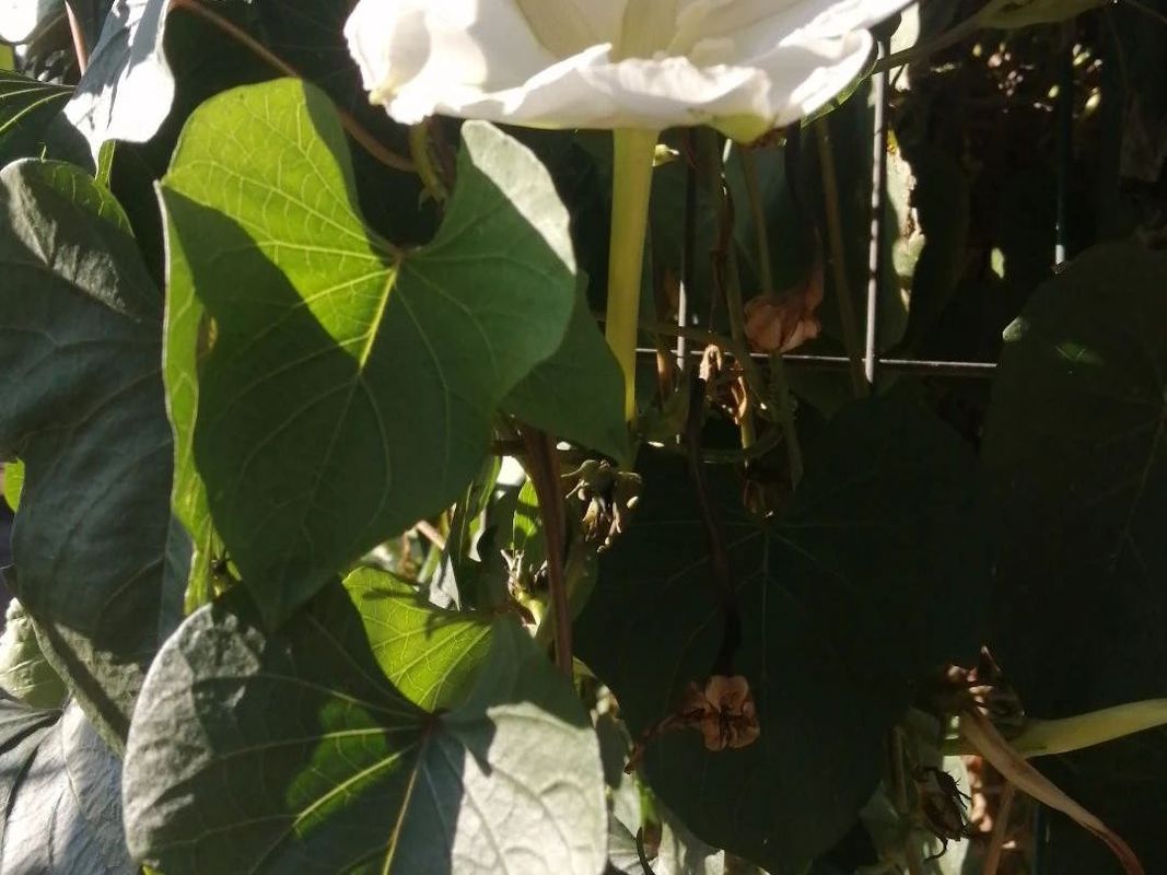 ヨルガオ(夜顔)(Ipomoea alba)が開花しない理由:トラブルシューティングのヒント