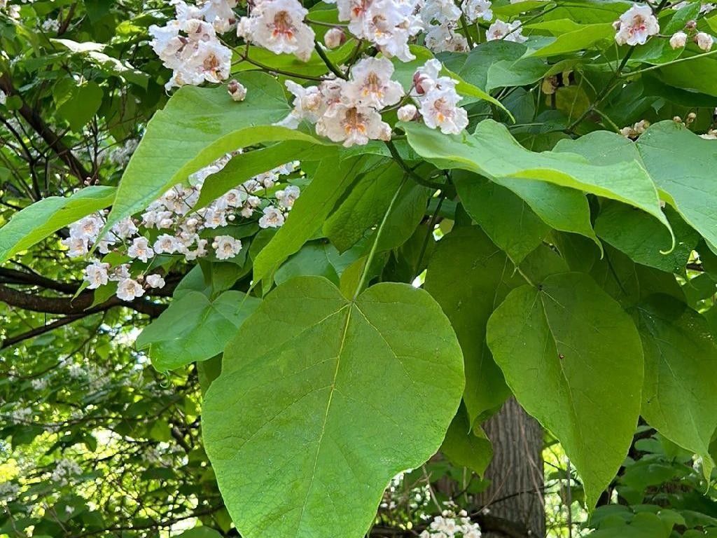ハナキササゲ（花木豆豇）が咲かない理由は？Catalpa speciosaにおける