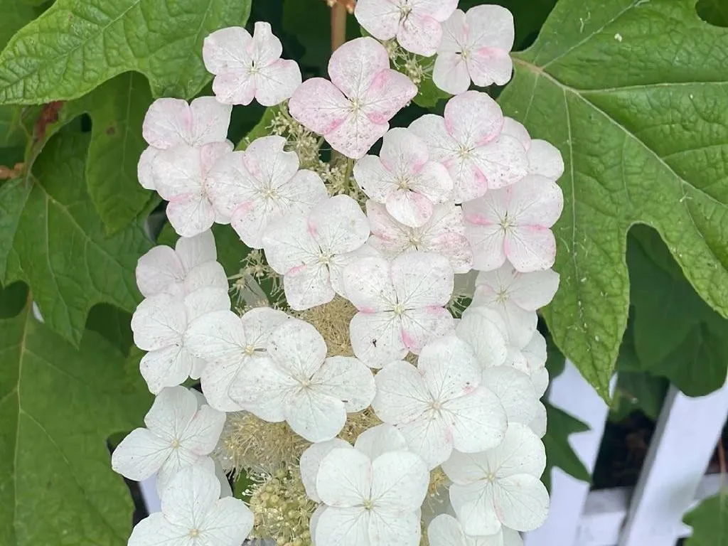 カシワバアジサイ（柏葉紫陽花）が花を咲かせない理由：開花成功のため