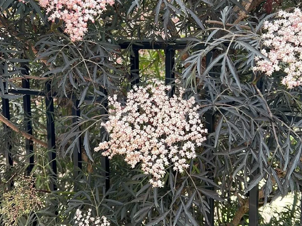 セイヨウニワトコ（西洋接骨木）が開花しない理由:Sambucus nigra