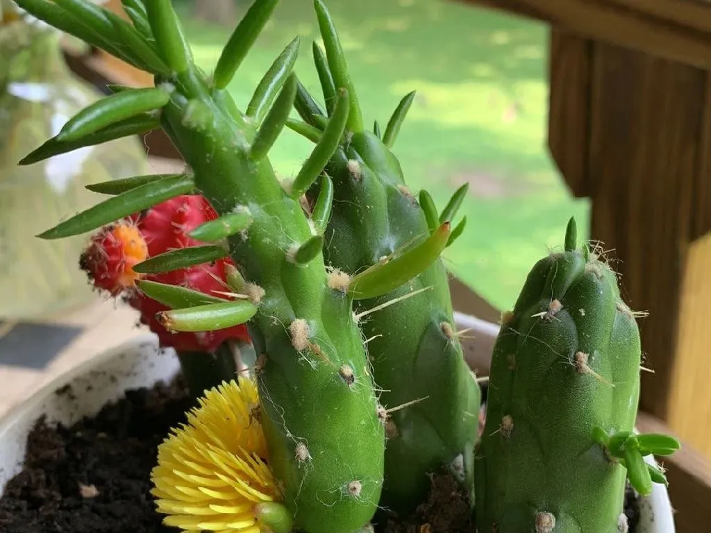 ショウグン（将軍）が花を咲かせない理由？Austrocylindropuntia