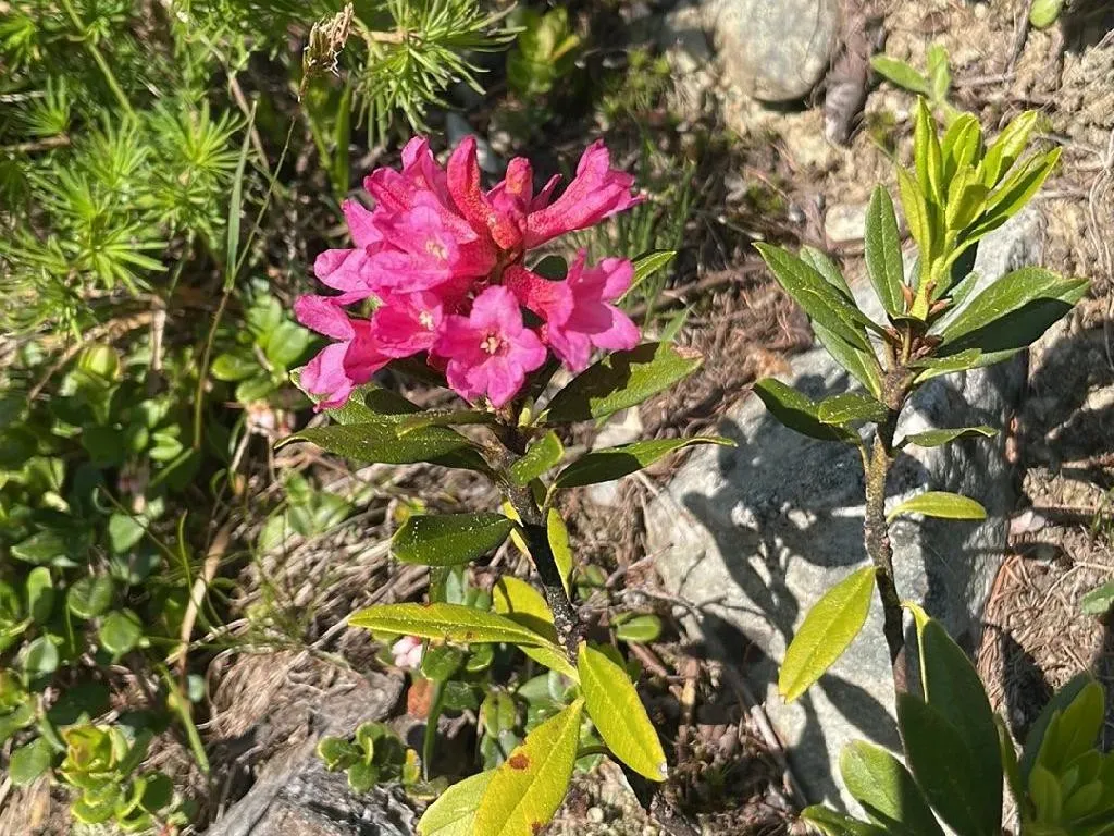 Why Won't My Alpen rose Bloom? Understanding Rhododendron ferrugineum  Flowering Issues