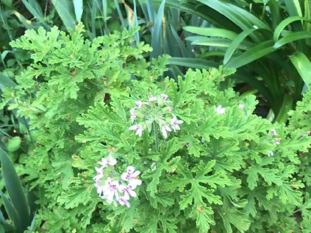 入手困難ゼラニウム開花苗 入手困難ゼラニウム開花苗 ゼラニウム 入手困難ゼラニウム開花苗 入手困難ゼラニウム開花苗 ゼラニウム