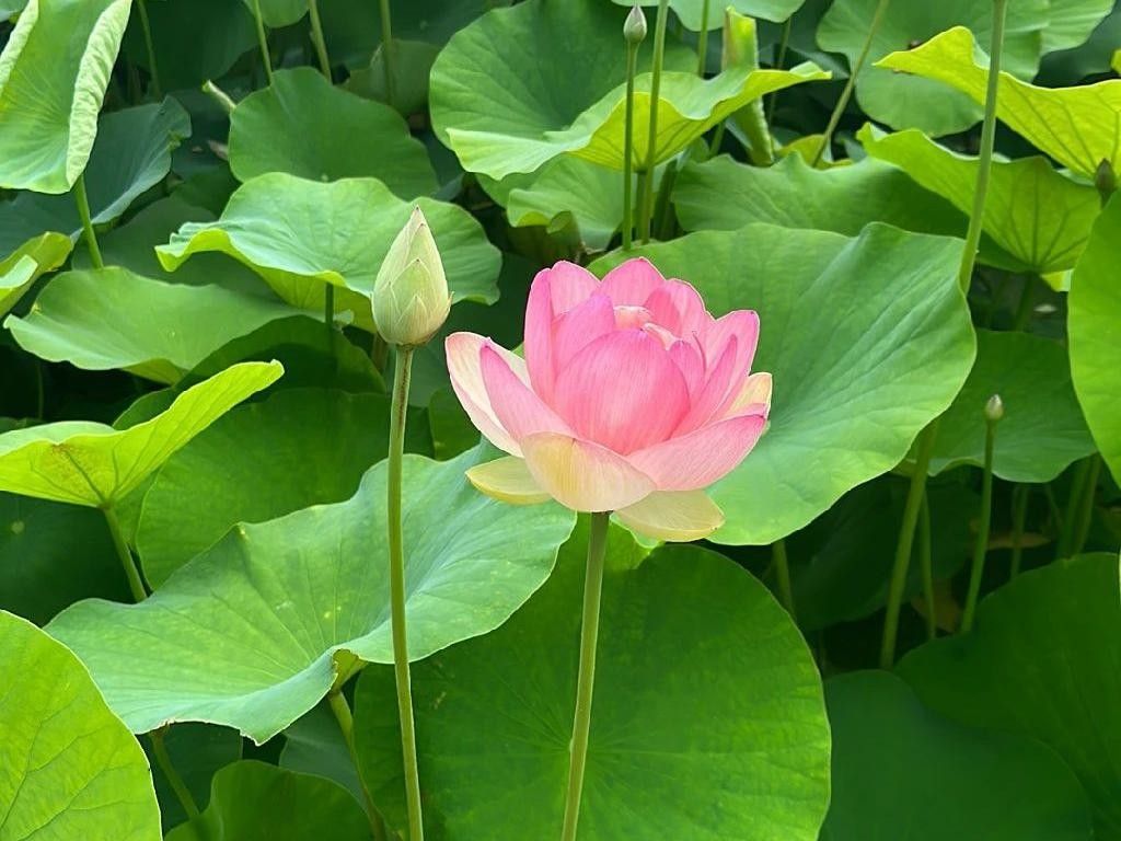 Warum Ihre Indische Lotosblume nicht blht: Problemlsungstipps