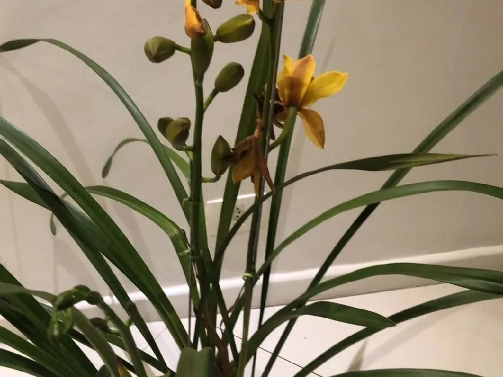 ホウサイラン（報歳蘭）が開花しない理由？Cymbidium sinenseの開花