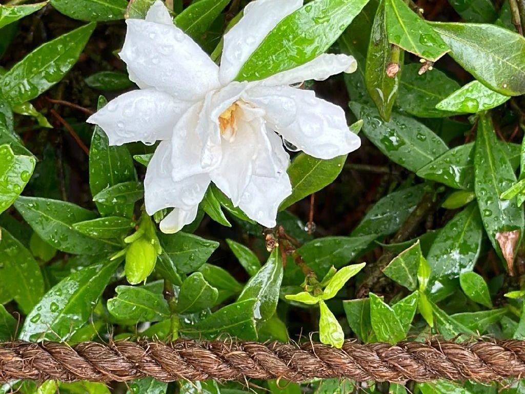 ガーデニア・ステノフィラが開花しない理由：鮮やかな花を咲かせるため