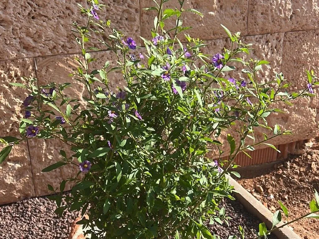 Por Qué Tu Solano de flor azul No Florece: Consejos y Soluciones de Expertos