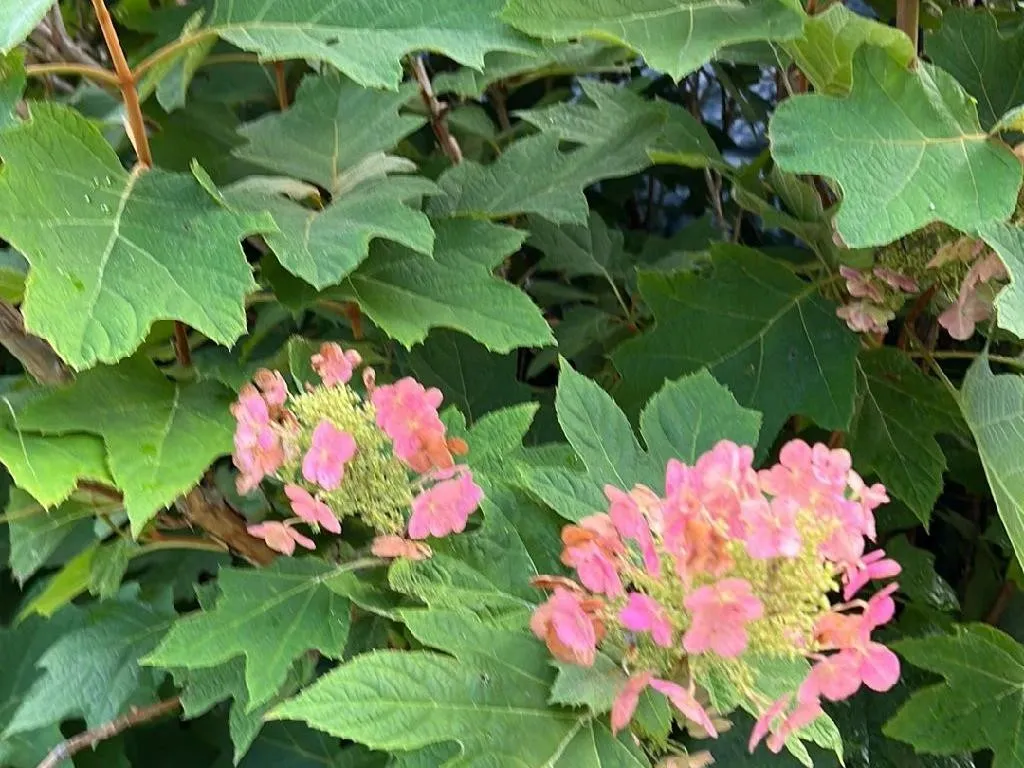 カシワバアジサイ（柏葉紫陽花）が花を咲かせない理由：開花成功のため