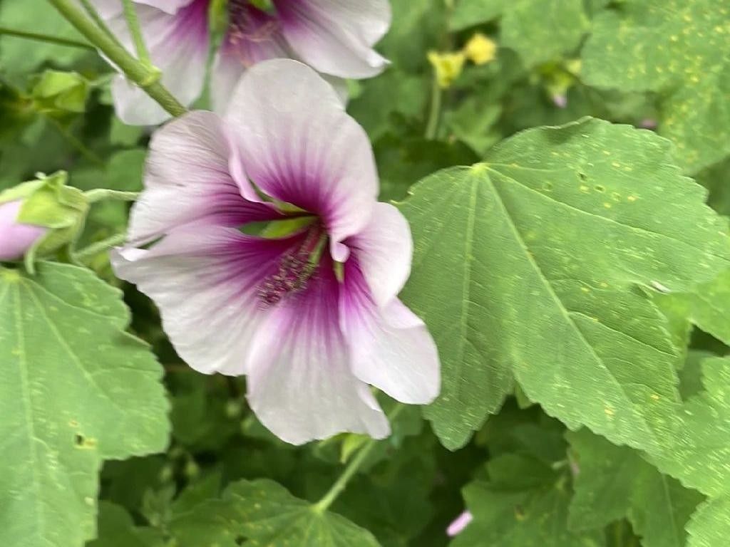 Why Won't My Tree mallow Bloom? Understanding Malva subovata Flowering