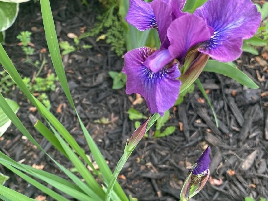 Why Your Siberian iris Won't Bloom: Understanding and Solving Flowering ...