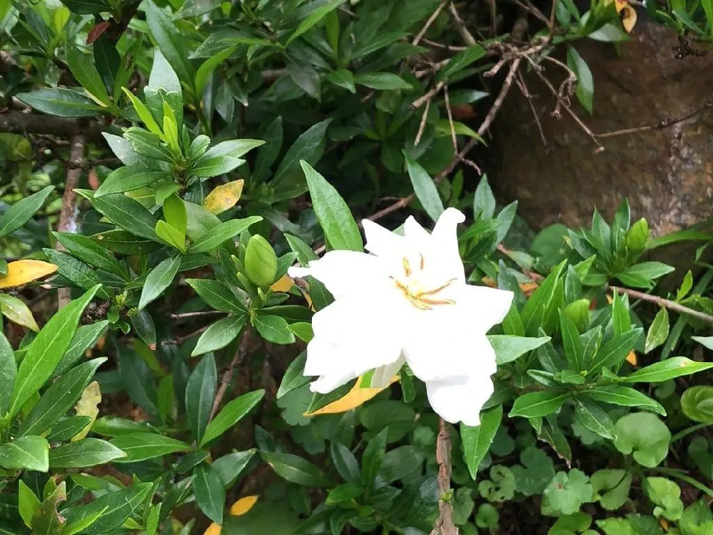 ガーデニア・ステノフィラが開花しない理由：鮮やかな花を咲かせるため
